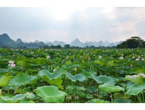 点石成金有财收，家中之物再显特是指什么生肖，精准解答精准落实